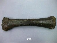 藏品(馬肢骨)的圖片